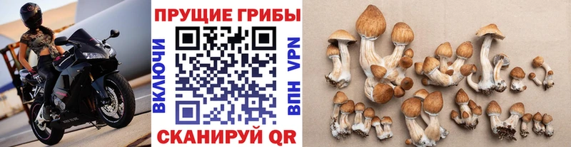 Псилоцибиновые грибы мицелий  Купить закладки  Биробиджан 